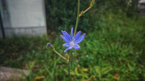 Close-up of flower blooming outdoors