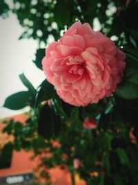 Close-up of pink rose