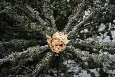 Close-up of snow covered pine tree