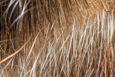 Full frame shot of crops on field