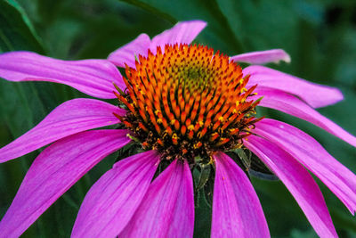 Close-up of pink coneflower blooming outdoors