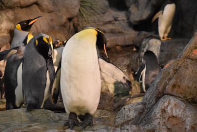 High angle view of penguins on rock