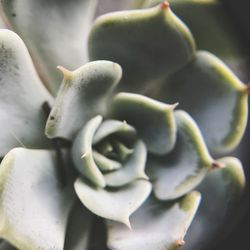 Close-up of plant