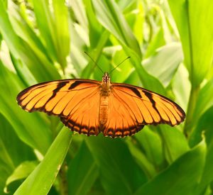 Butterfly perching on leaf