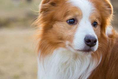 Close-up portrait of a dog