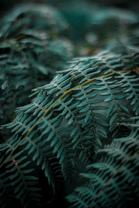 Close-up of plants