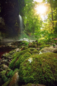 Scenic view of waterfall in forest