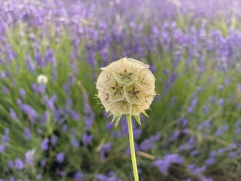 Close-up of purple flowering plant on field