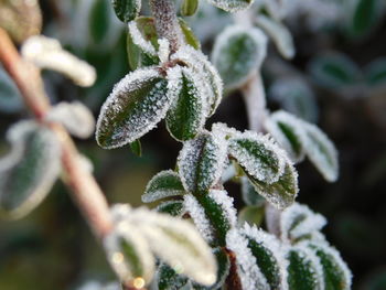 Close-up of frozen plant