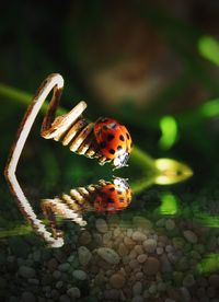 Close-up of ladybug on leaf