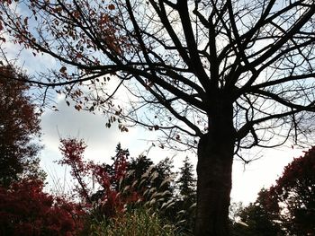 Low angle view of trees against sky