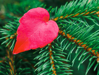 Close-up of pink leaves on tree