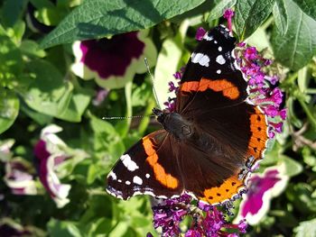 Close-up of butterfly pollinating on leaf