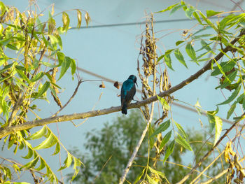 Low angle view of bird perching on tree