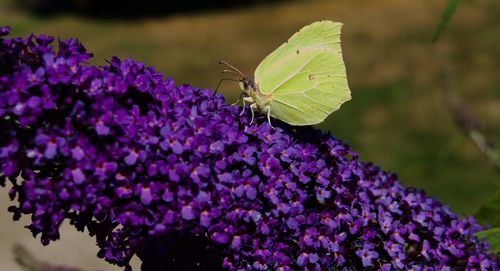 Close-up of butterfly pollinating on purple flower