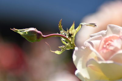 Close-up of rose plant