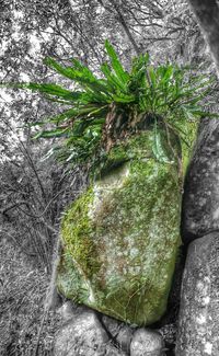 Moss growing on rocks