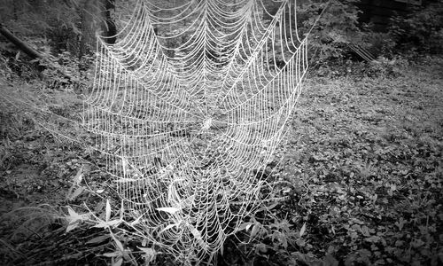 Close-up of spider web on field