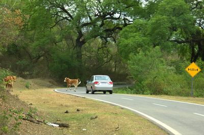 Car on road by trees