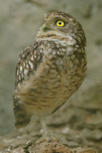 Close-up portrait of owl