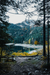 Scenic view of lake against trees in forest