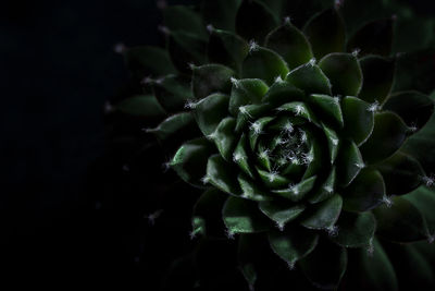 Close-up of succulent plant