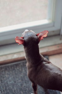 High angle view of chihuahua by window
