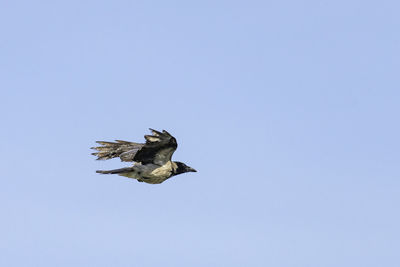 Low angle view of eagle flying against clear blue sky