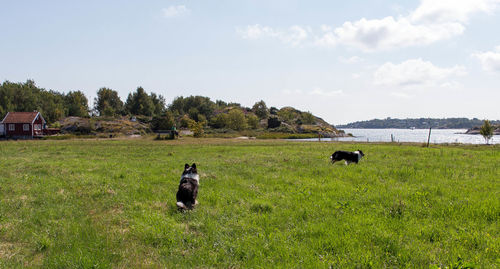 Cows grazing on grassy field