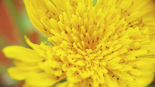 Macro shot of yellow flower