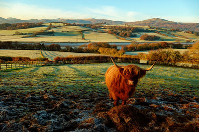 View of a cow on field