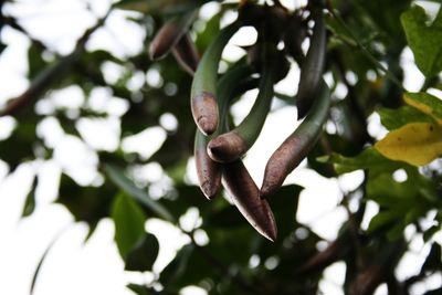 Low angle view of flower tree