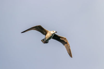 Low angle view of eagle flying in sky