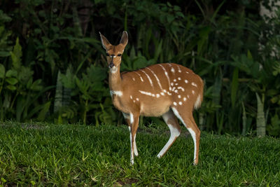 Deer standing on field