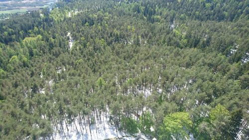 Trees growing in forest