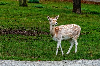 Portrait of deer standing on grass
