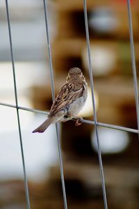 Close-up of bird perching on a fence