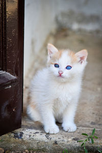 Portrait of white cat sitting outdoors