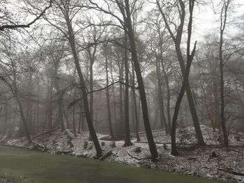 Bare trees in forest against sky