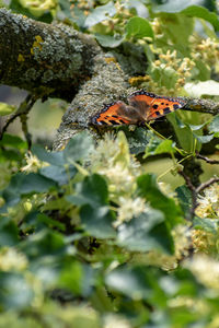 Close-up of butterfly pollinating flower