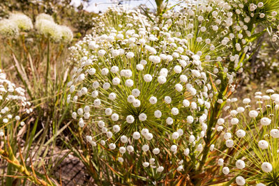 Close-up of white flowering plants