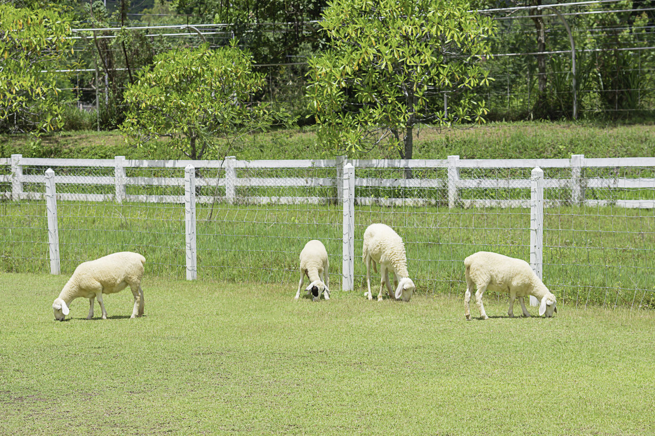 SHEEP GRAZING ON FIELD