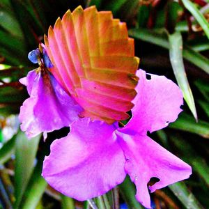 Close-up of pink flower