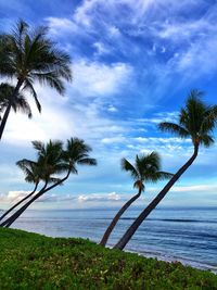 Palm trees on beach against sky