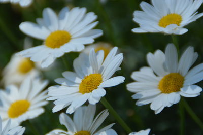 View of crown daisies