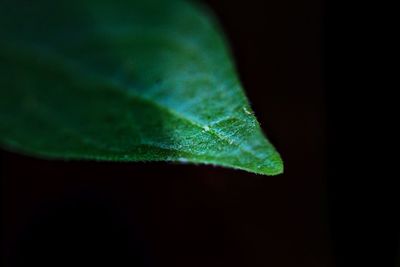 Close-up of leaf against black background