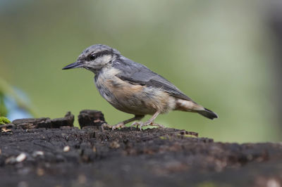 Close-up of bird  - nuthack