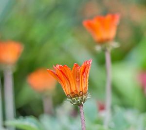 Close-up of orange day lily blooming outdoors