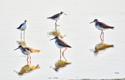 Flock of birds perching on a lake