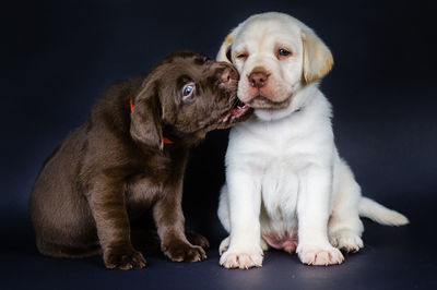 Portrait of puppy sitting against black background